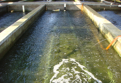 龍鐵污水處理成功案例